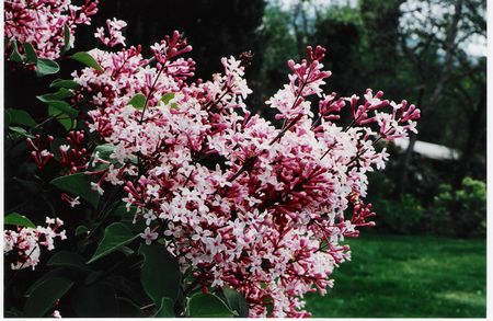 Syringa microphylla Superba